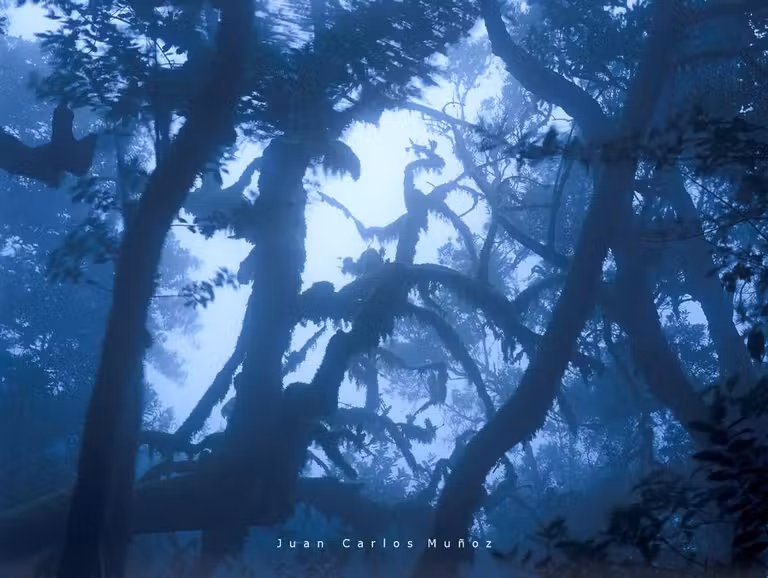 Parque Nacional de Garajonay la gomera