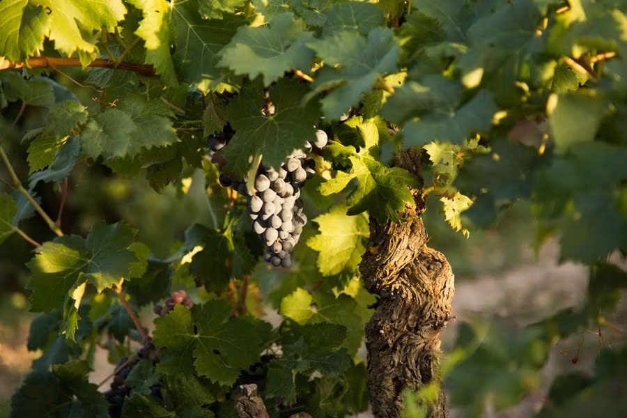 racimo de uvas en la viña