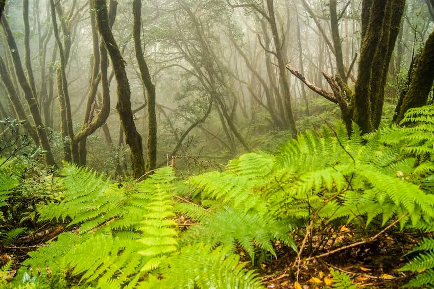 Ruta por el bosque de laurisilva en El Pijaral