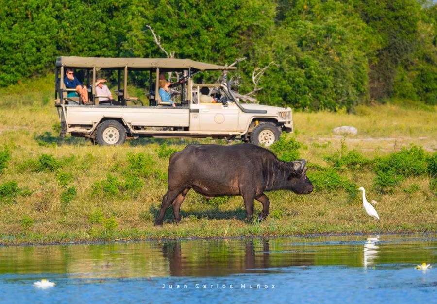 coche de safari frente a un hipopotamo en el río Chobe