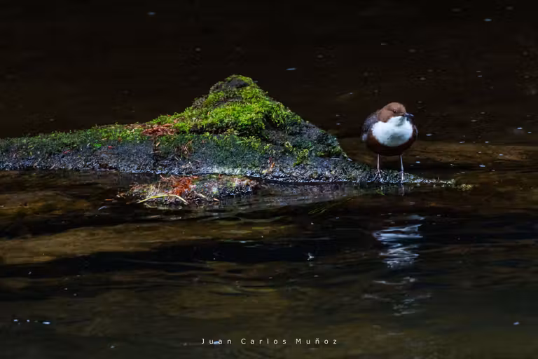 Permanece atenta a la fauna salvaje del parque.