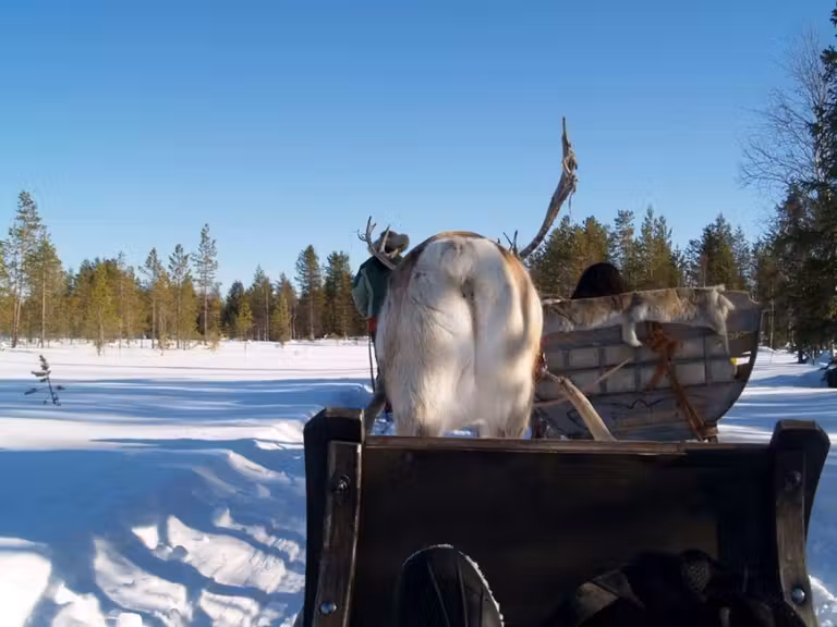 paseo en trineo tirado por renos en Laponia