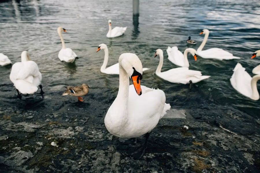 Cisnes del lago de Zúrich.