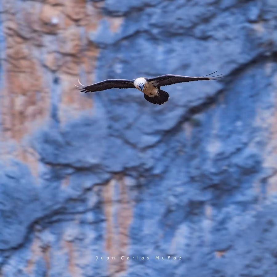 Quebrantahuesos en el valle de Chistau.