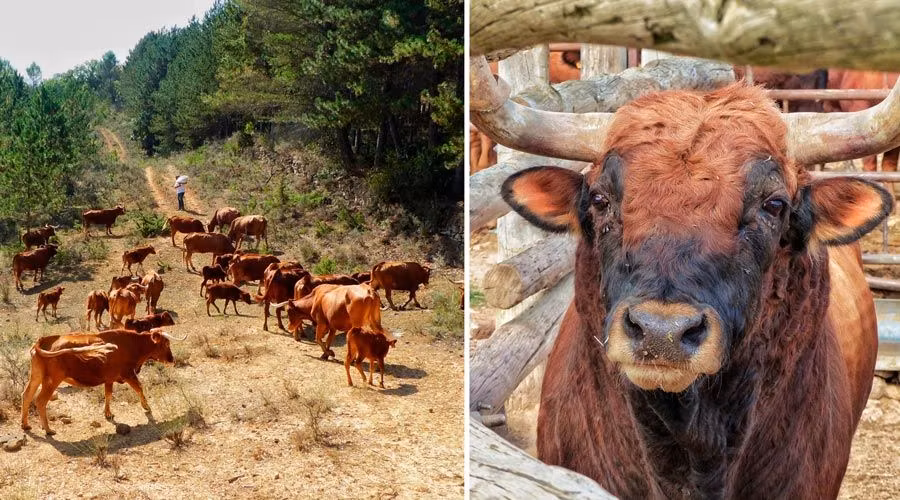 toros en los montes de grocin navarra