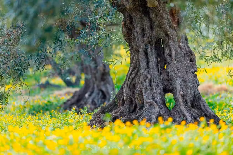 La naturaleza es la protagonista en el parque nacional de la Sierra de las Nieves en Almería.