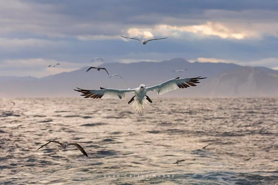 alcatraz comun en pais vasco