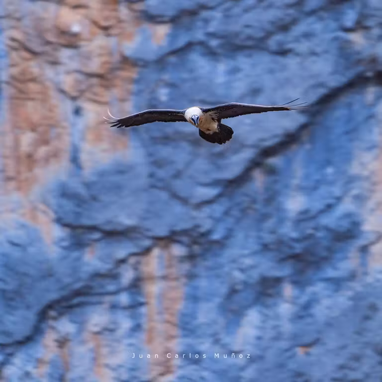 Quebrantahuesos en el valle de Chistau.
