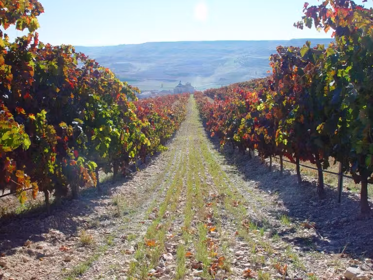 Ruta Vino Ribera del Duero, viaje con amigas
