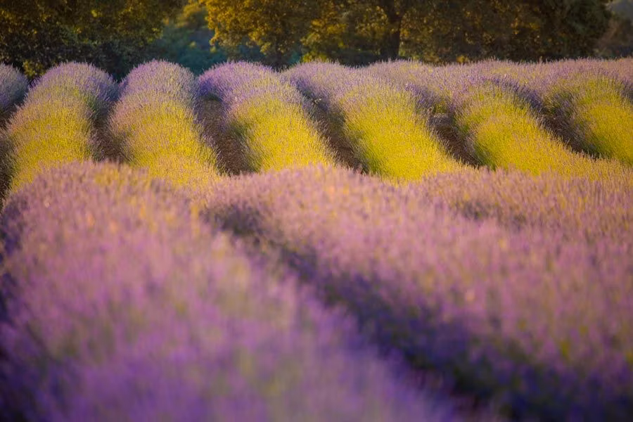 Campos de lavanda de Brihuega.
