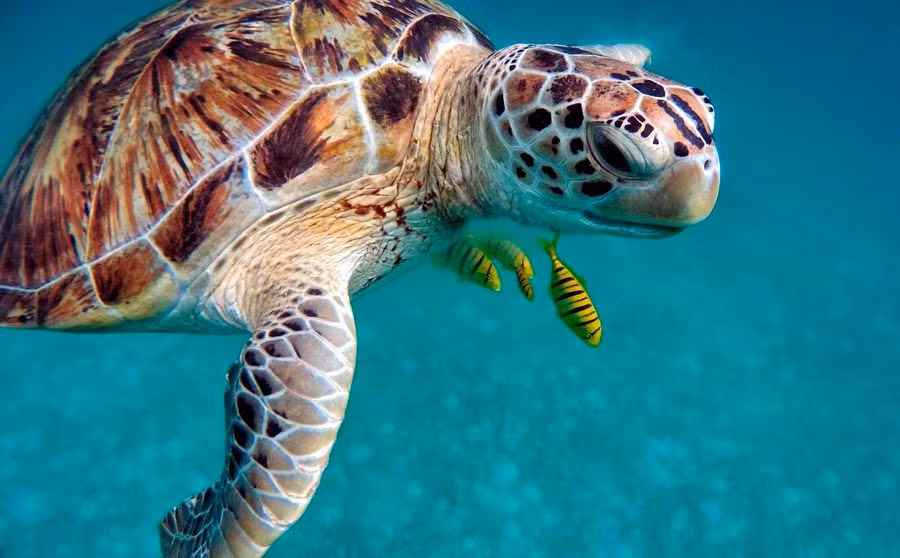 nadar con tortugas marinas en seychelles