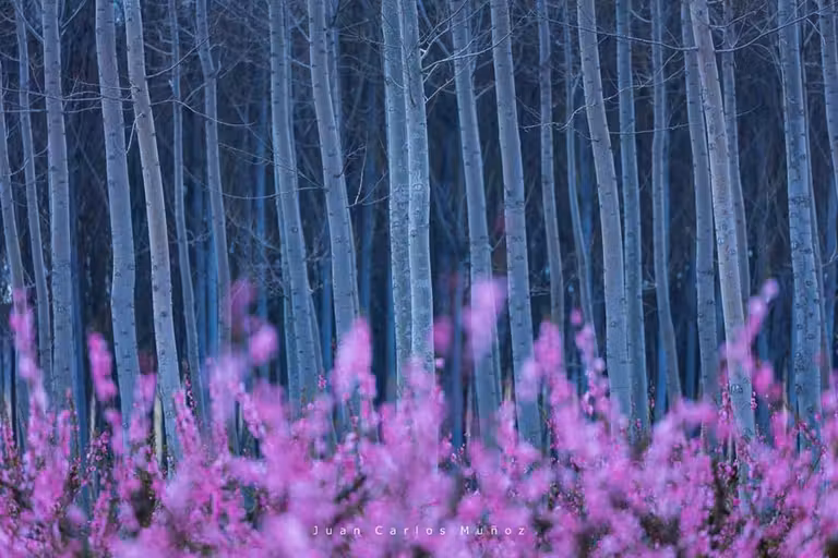 El color rosa invade los campos del Bajo Segre.