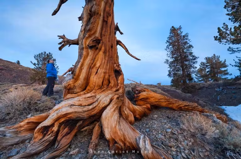 Árbol antiguo en Bristlecone pine.