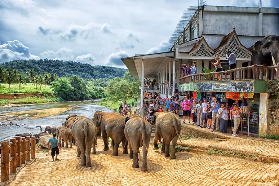 Viaje de mujeres, elefantes en Sri Lanza