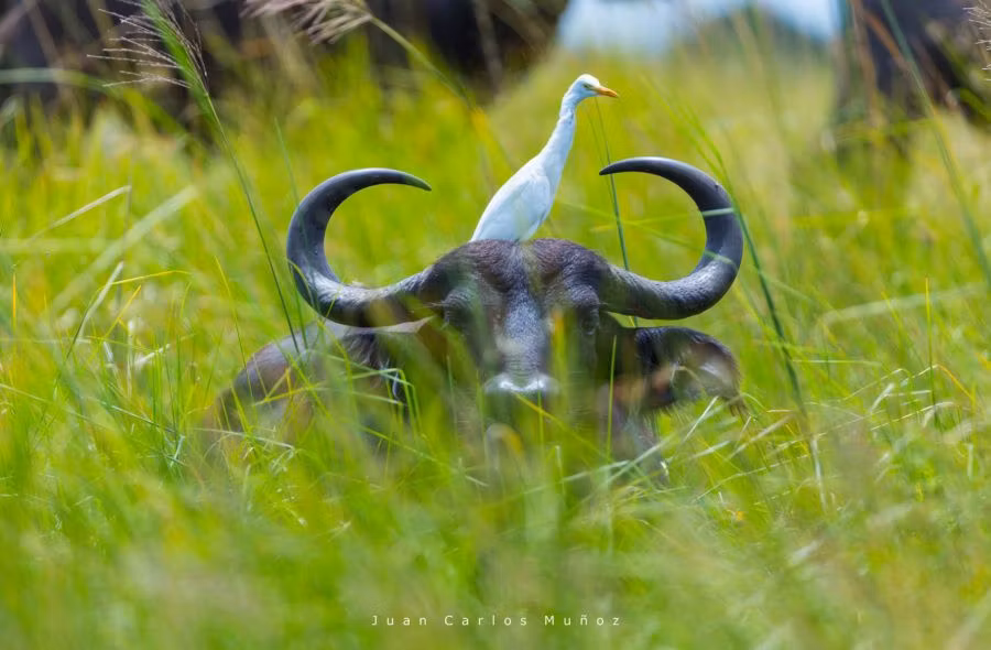 bufalo de agua safari en botsuana