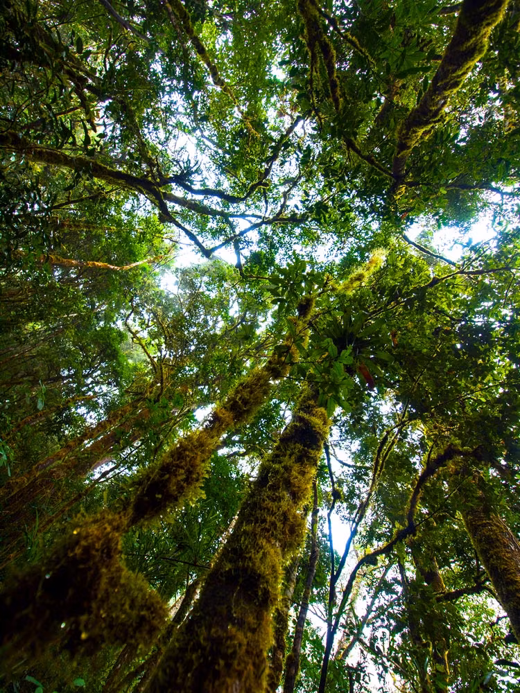 La naturaleza de Costa Rica se muestra espléndida en todos sus parques naturales.