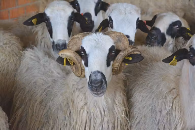 Ovejas castellanoleonesas.