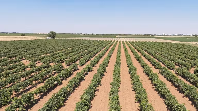 El paisaje de vides rodea Tomelloso.