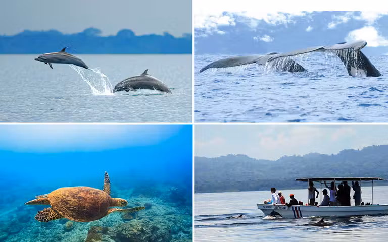 Avistamiento de cetáceos y tortuga marina en el entorno de la Península de Osa.