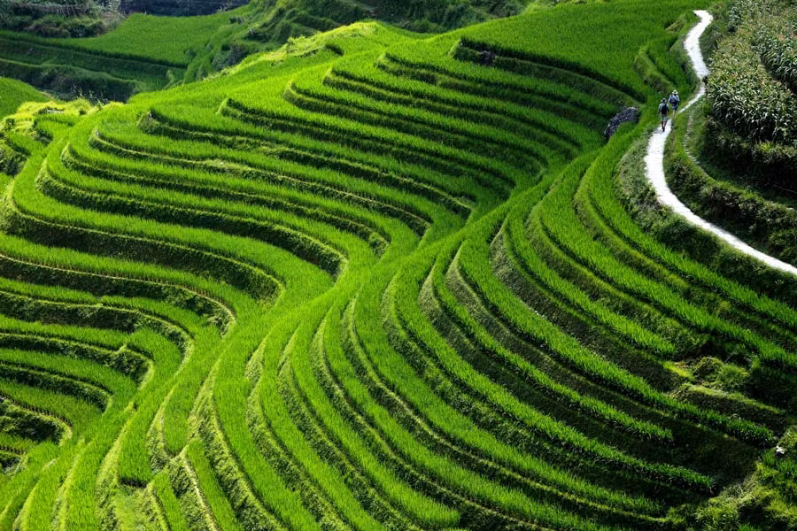 Senderistas en los bancales de arroz de la Columna del Dragón (Guangxi).