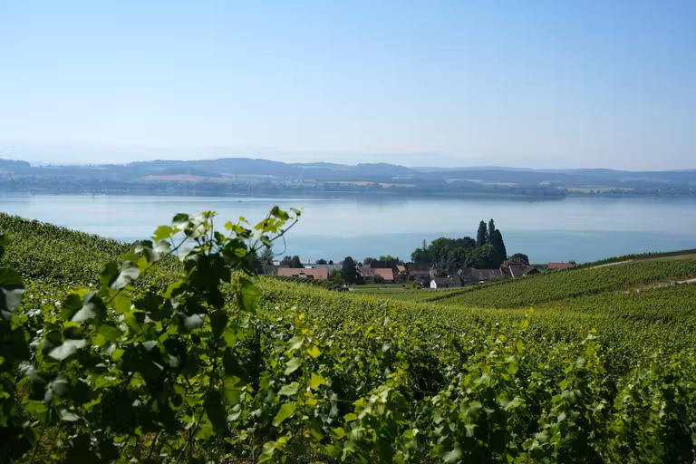Paseo entre viñedos de Mont Vully.