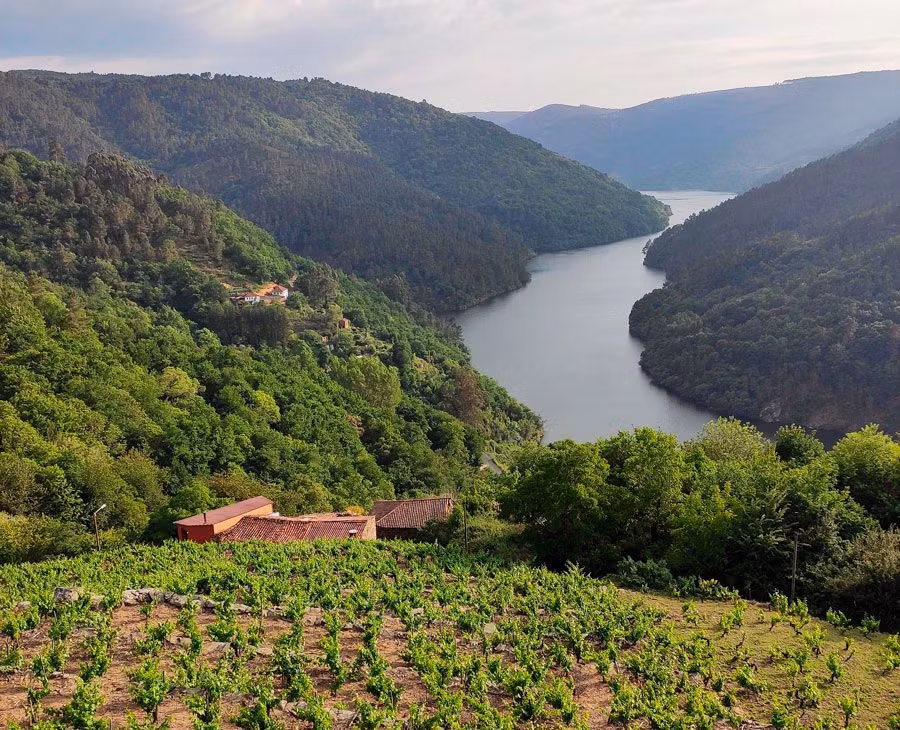 viticultura en ribeira sacra