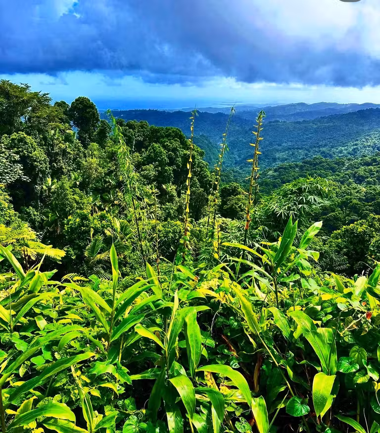 La visita a los cafetales de las Montañas Centrales es una de las actividades más originales de la isla.