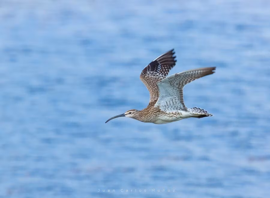 Delta del Ebro, un viaje natural sorprendente entre aves y arrozales