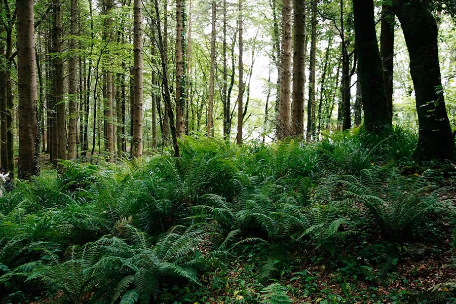 bosques de sligo