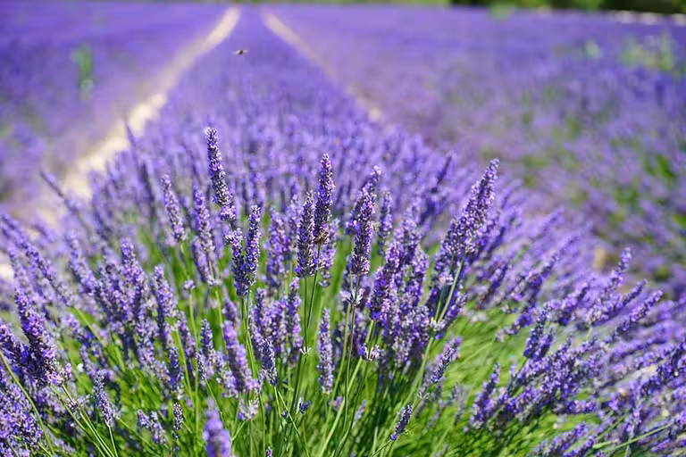 Cómo visitar los Campos de lavanda de Brihuega (Guadalajara)