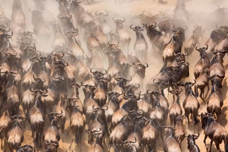 Migración de ñus en el Parque Masai Mara