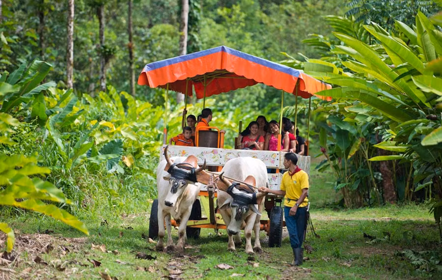 Paseo en un carro tirado por un buey en Sarapiquí, en Costa Rica
