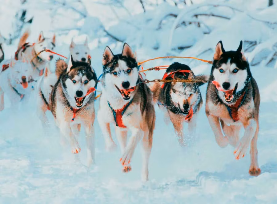 Paseo en trineo con perros husky es una de las experiencias navideña sen Alemania imprescindibles