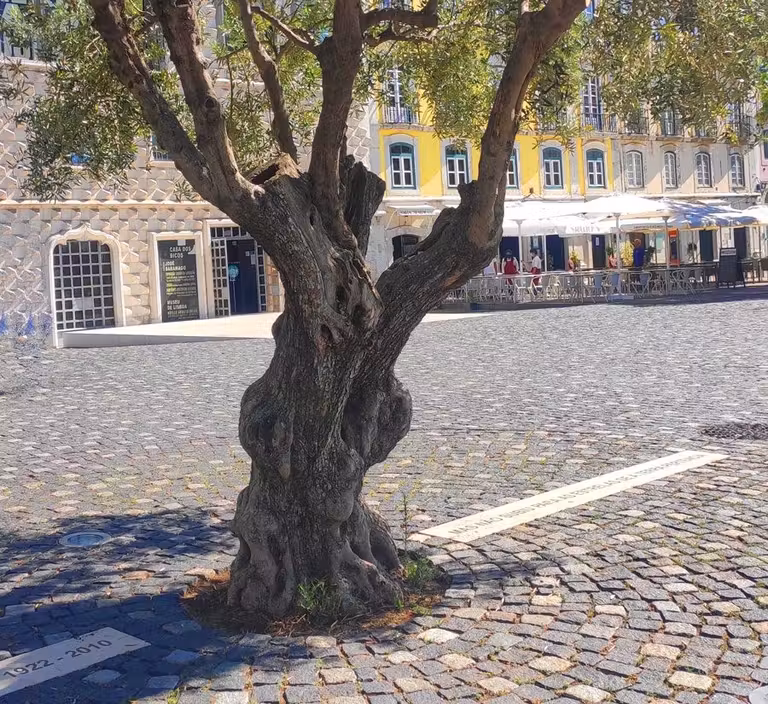 arbol cenizas de saramago