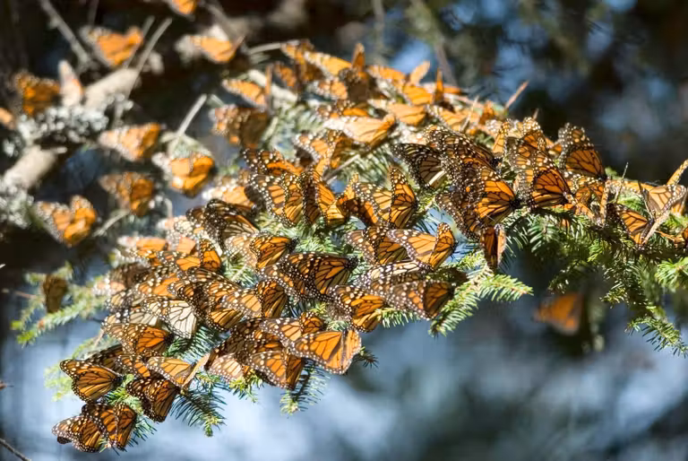 Mariposas monarca, viaje a michoacan, mariposas en mejico