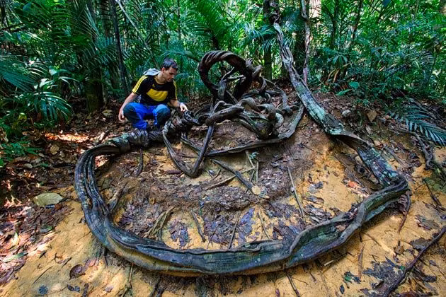 Parque Nacional de Taman Negara, selva malasia