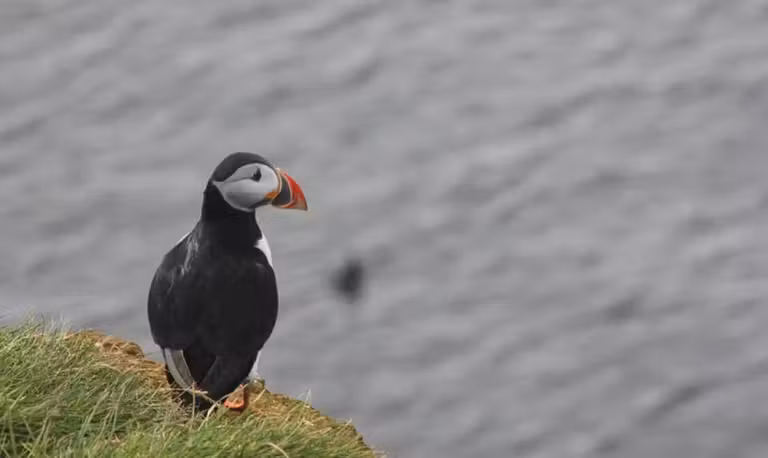 Frailecillo en el litoral de Islandia.