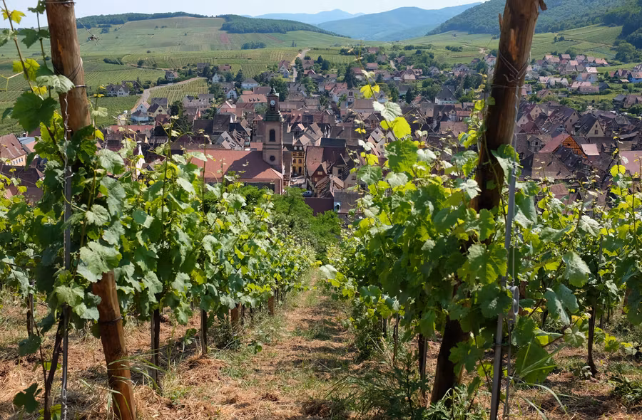 Viñedos de Riquewihr en Alsacia.