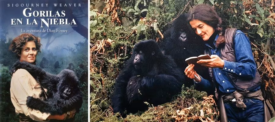 Gorilas en la Niebla, dian fossey