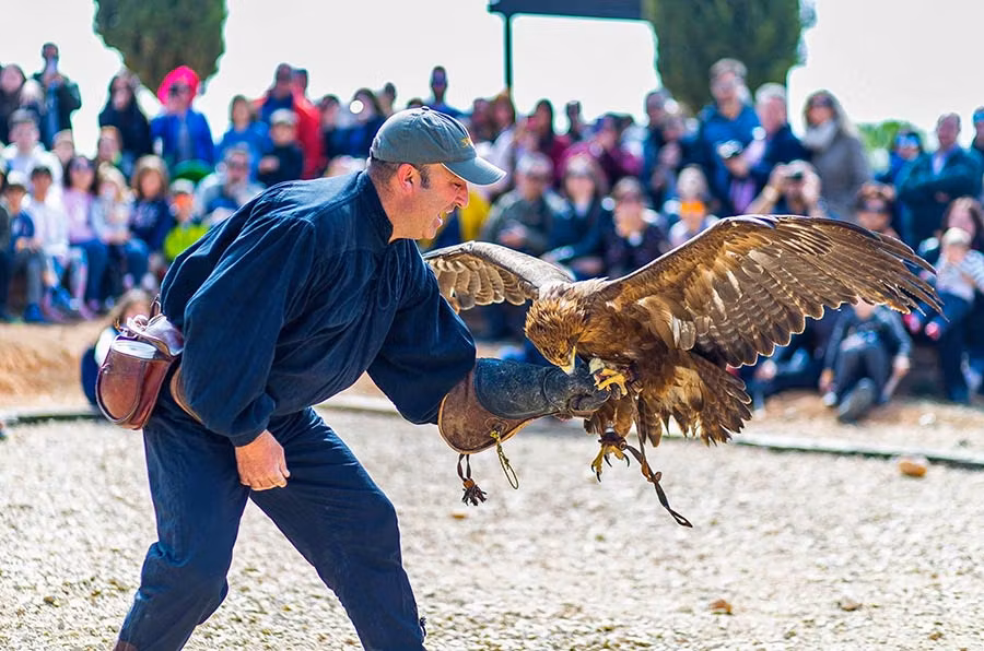 Cetrería en el castillo de Belmonte.