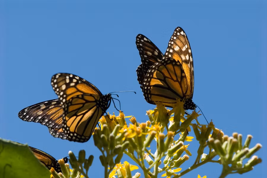 Mariposas monarca, viaje a michoacan, mariposas en mejico