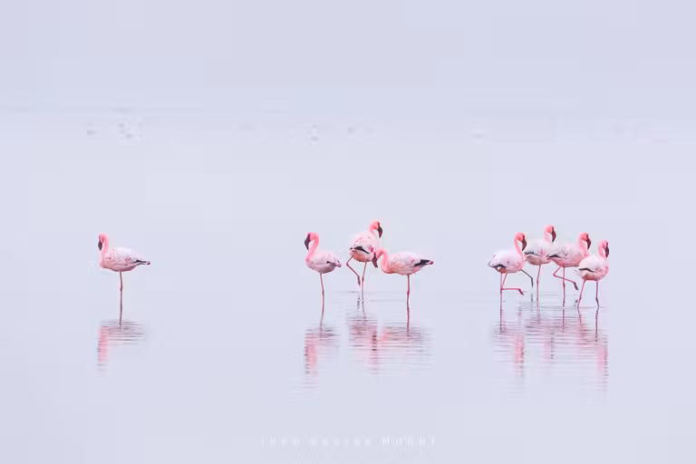 Flamingos, Salinas, Walvis Bay, Namibia, Africa